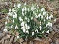 2006-0305snowdrops